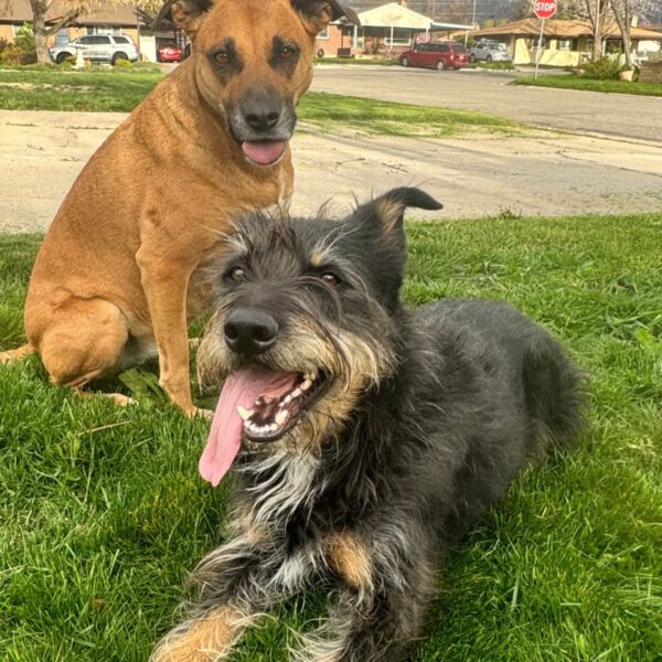 Additional Dog Membership