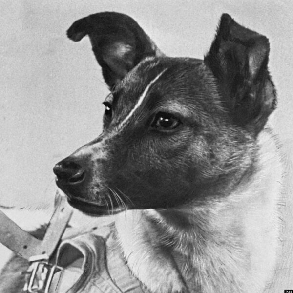 Founder Laika
